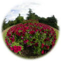 Fisheye - Flower Garden