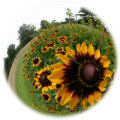 Fisheye - Flower Garden